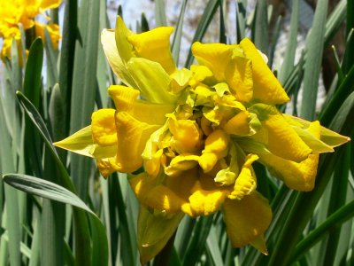 Unusual daffodil