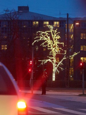 2009-12-03 Lights on tree