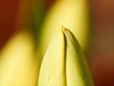 2010-04-26 Tulip