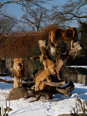 Lion sculpture