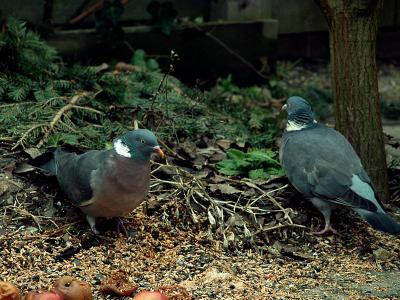 2006-02-21 Doves in my garden