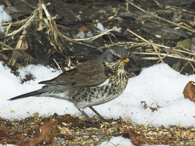 Fieldfare grounded