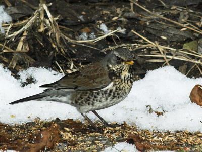 2006-03-25 Fieldfare grounded