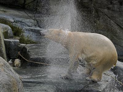 2006-04-02 Polar bear