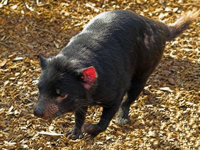 2006-04-15 Tasmanian devil