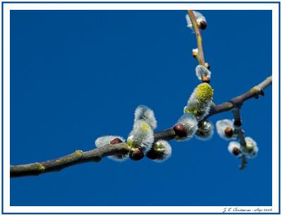 Willow catkins