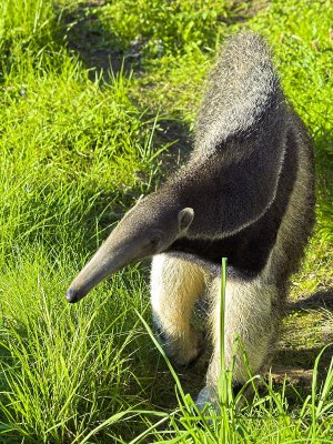 2006-09-12 Anteater