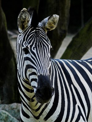 2006-09-13 Zebra