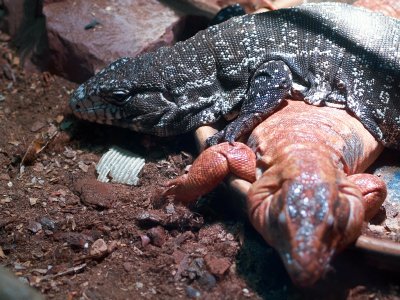 2008-05-01 Hungry