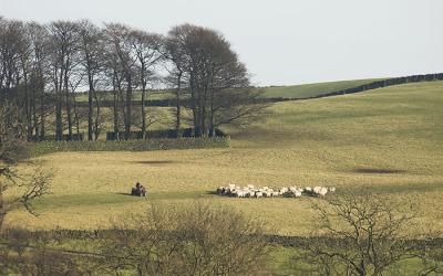 Sheep gathering, Trawden