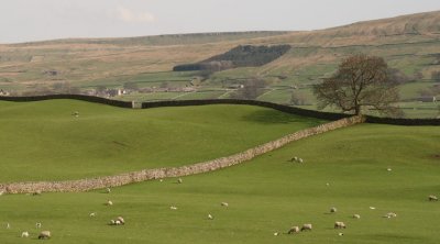 Wensleydale