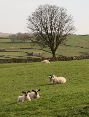 Wensleydale