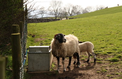 Wensleydale