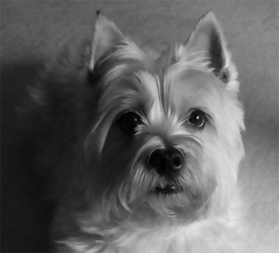Our four-legged son, Newt