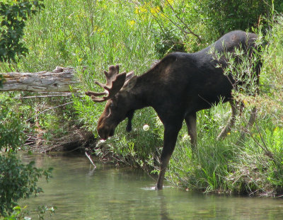 Moose B.jpg