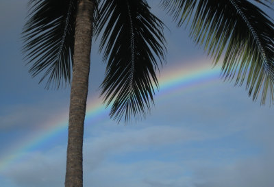 Palm Tree and Rainbow.jpg