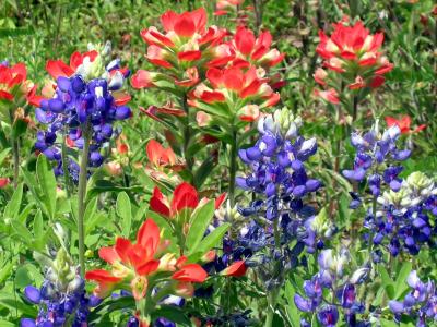 Some Texas Wildflowers.jpg