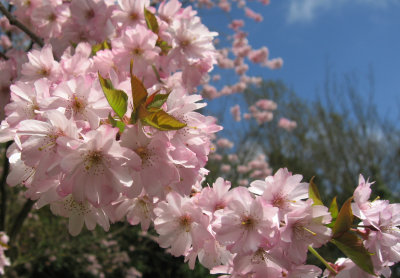 B&B Cherry Blossoms.jpg