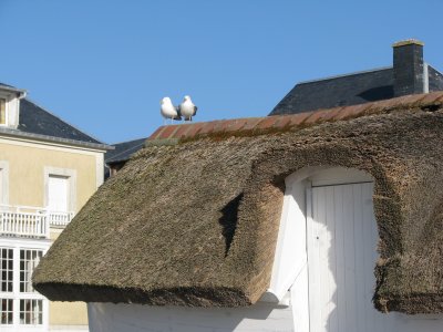 Gulls and Thatched Roof.jpg