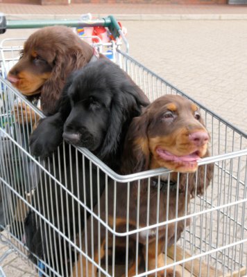 Trolley Boys