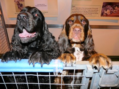 Crufts 2010