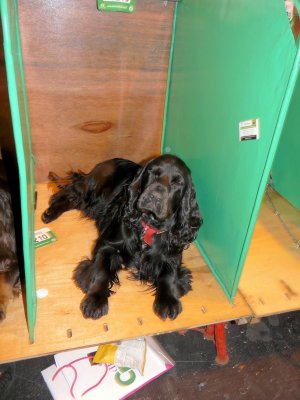 gundog_day
