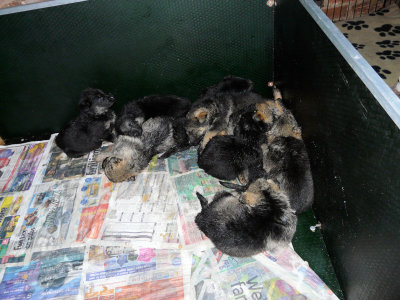 gsd_45_weeks