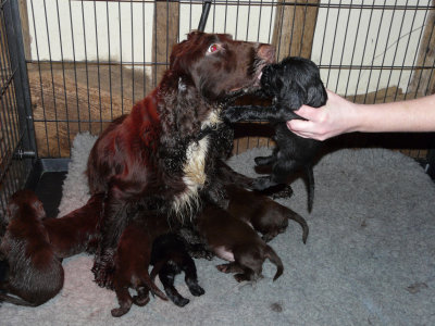 Suzanne's Field Spaniel Pups @ 3 weeks