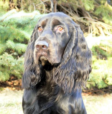 Capriole Field Spaniel Family