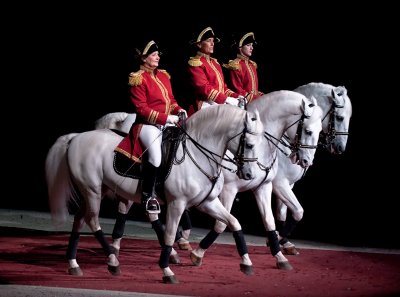 lipizzaners