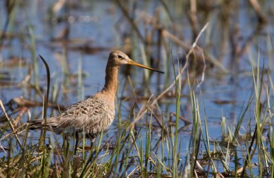 Godwit