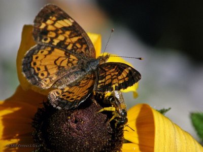 Pearl Crescent & Bee
