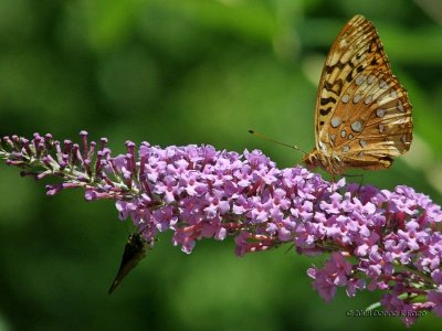 Great Spangled Fritillary and Silver Spotted Skipper