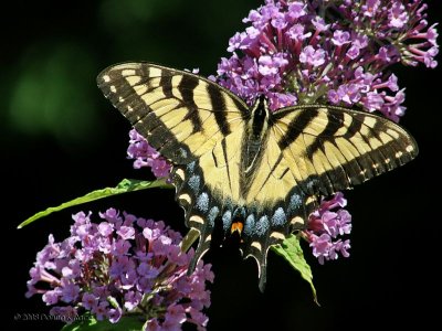 Eastern Tiger Swallowtail-female lt form