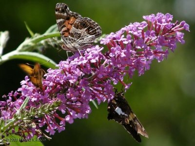 American Lady  and Skipper Butterflies