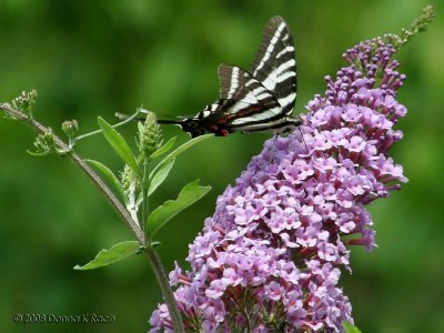 Zebra Swallowtail Butterfly