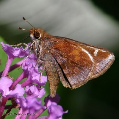 Zabulon Skipper Butterfly