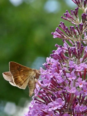 Sphinx (?) Moth