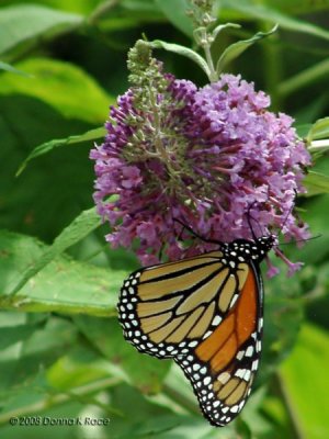 Monarch Butterfly