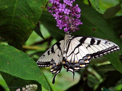 Eastern Tiger Swallowtail Butterfly