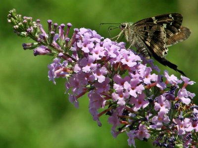 Long-tailed Skipper