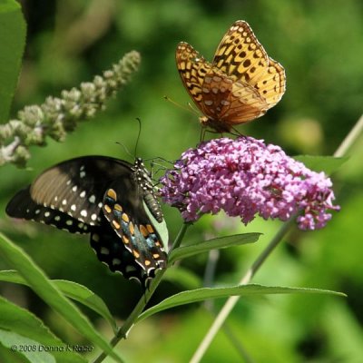 Spicebush Swallowtail and Great Spangled Fritillary Butterflies