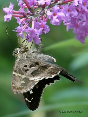 Long-tailed Skipper