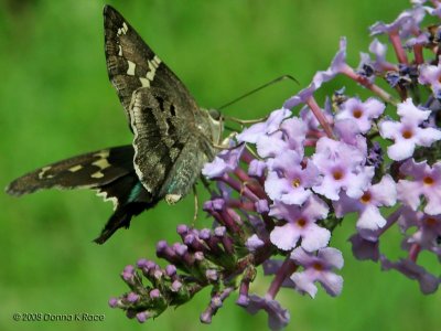 Long-tailed Skipper