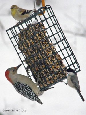 Goldfinch - male, Red-bellied Woodpecker -female, Carolina Chickadee