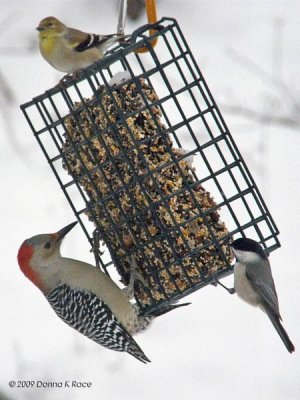 WV Birds ~ Jan 2009 ~ SP-560