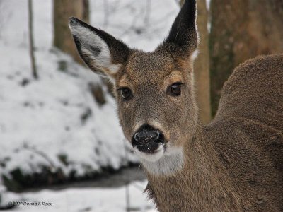 Whitetail Deer in WV ~ 2009