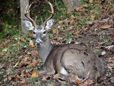 WV Whitetail Deer ~ July-Oct 2009