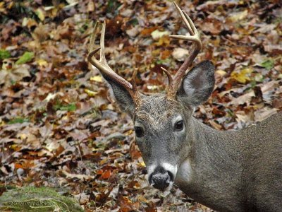 WV Whitetail Deer ~ July-Oct 2009