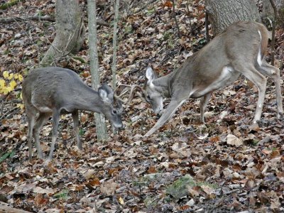 Whitetail Bucks ~ The challenge